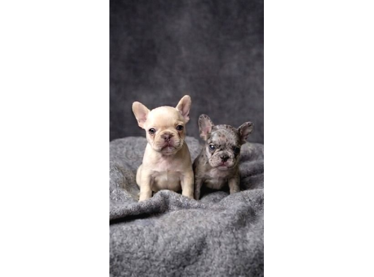 Exotic Özel Micro French Bulldog Yavrularımız görsel