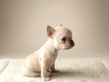 Exotic Özel Micro French Bulldog Yavrularımız