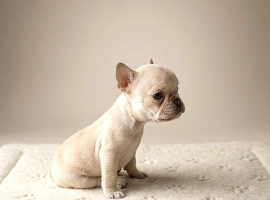 Exotic Özel Micro French Bulldog Yavrularımız görsel