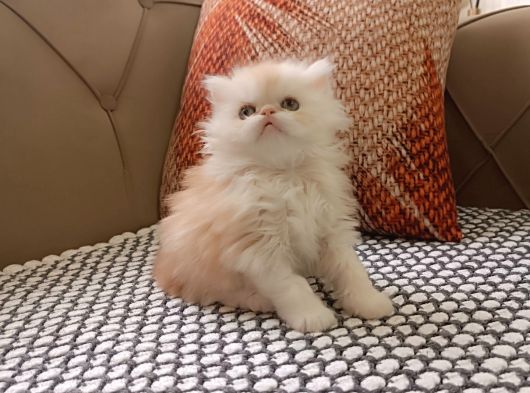 İran Persi̇an Di̇şi̇ görsel