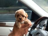 Korea Büyümeyen  maltipoo yavrular