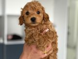 Teacup boy Maltipoo bebekler
