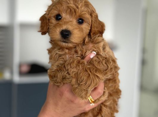 Teacup Boy Maltipoo Bebekler görsel