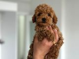 F2 Maltipoo Teacup Boy Yavrular