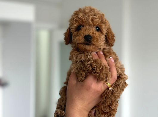 F2 Maltipoo Teacup Boy Yavrular görsel