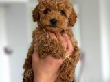 F2 maltipoo teacup boy yavrular