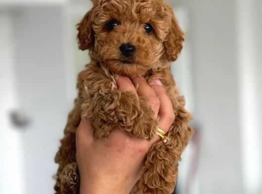 F2 Maltipoo Teacup Boy Yavrular