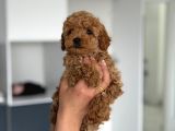 F2 Maltipoo Teacup Boy Yavrular