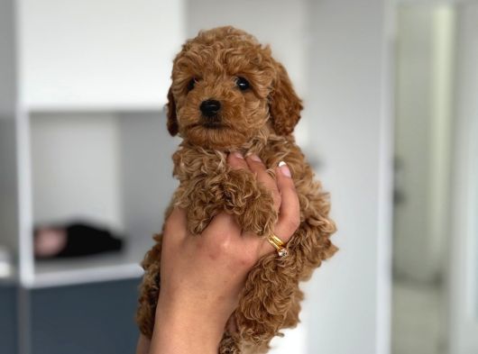 F2 Maltipoo Teacup Boy Yavrular görsel