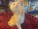 Mükemmel Güzellikte Scottish Fold Yavrumuz