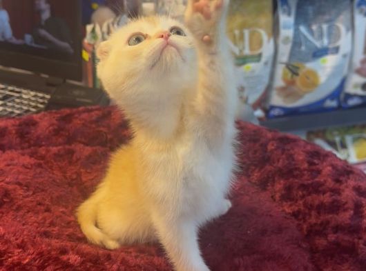 Mükemmel Güzellikte Scottish Fold Yavrumuz görsel