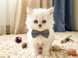 Evi̇ni̇zi̇n Maskot Bebeleri̇ Di̇şi̇ Ve Erkek Yavrular