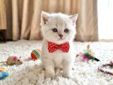 EVİNİZİN MASKOT BEBELERİ DİŞİ VE ERKEK YAVRULAR