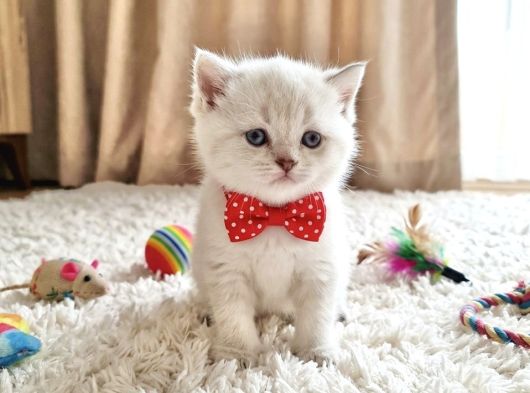 Evi̇ni̇zi̇n Maskot Bebeleri̇ Di̇şi̇ Ve Erkek Yavrular