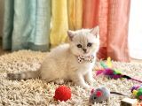 Evi̇ni̇zi̇n Maskot Bebeleri̇ Di̇şi̇ Ve Erkek Yavrular