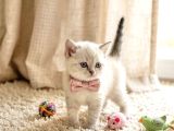 Evi̇ni̇zi̇n Maskot Bebeleri̇ Di̇şi̇ Ve Erkek Yavrular