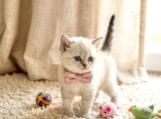 Evi̇ni̇zi̇n Maskot Bebeleri̇ Di̇şi̇ Ve Erkek Yavrular görsel