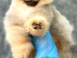 Oranj Boo Pomeranian Yavrular