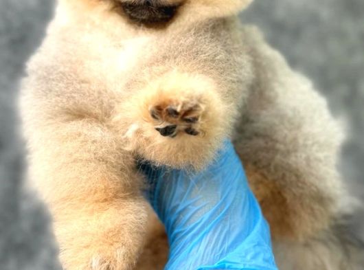 Oranj Boo Pomeranian Yavrular görsel