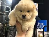 Irk ve sağlık garantili chow Chow yavrularımız