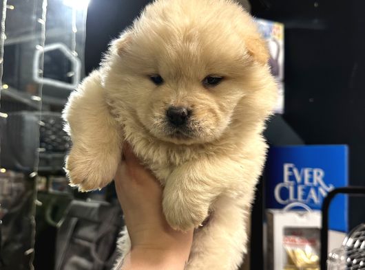 Irk ve sağlık garantili chow Chow yavrularımız