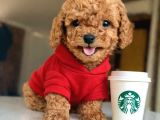 Kore Toypoodle Kardeşler