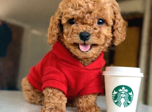 Kore Toypoodle Kardeşler görsel