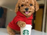 Kore Toypoodle Kardeşler