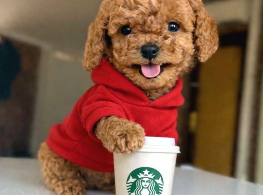 Kore Toypoodle Kardeşler görsel