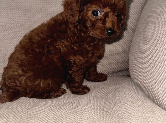 Kore Toy Poodle Dişi Yavrular görsel