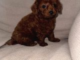 Kore Toy Poodle Dişi Yavrular