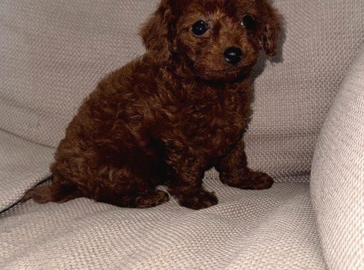 Kore Toy Poodle Dişi Yavrular görsel