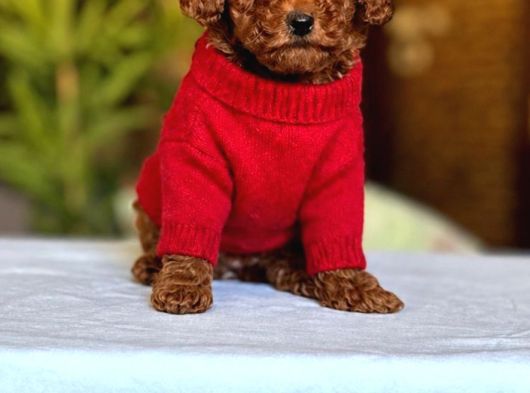 Kore Toypoodle Kardeşler görsel