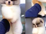 Orjinal Pomeranian Boo Yavrular