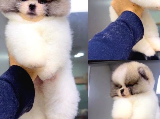Orjinal Pomeranian Boo Yavrular görsel