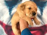 Golden Babyface Bebekler
