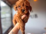 Herkesin hayali Toy Poodle bebekler