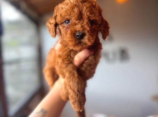Herkesin hayali Toy Poodle bebekler