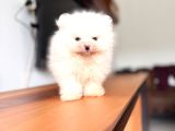 Safkan Pomeranian Boo Karakterine Bayılacaksınız