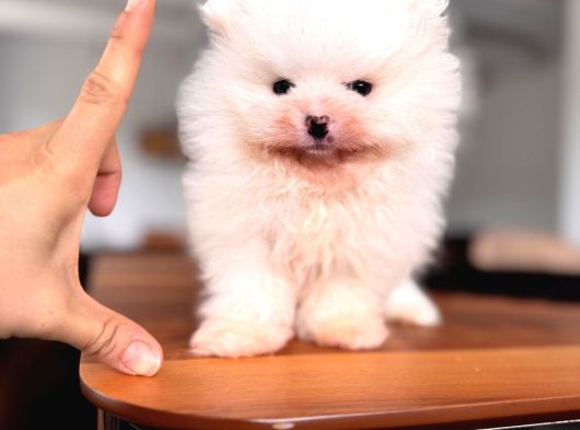 Safkan Pomeranian Boo Karakterine Bayılacaksınız