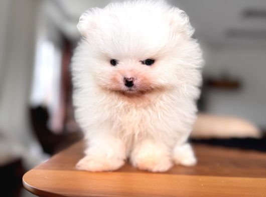 Safkan Pomeranian Boo Karakterine Bayılacaksınız görsel