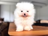 Safkan Pomeranian Boo Karakterine Bayılacaksınız