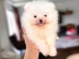 Safkan Pomeranian Boo Karakterine Bayılacaksınız