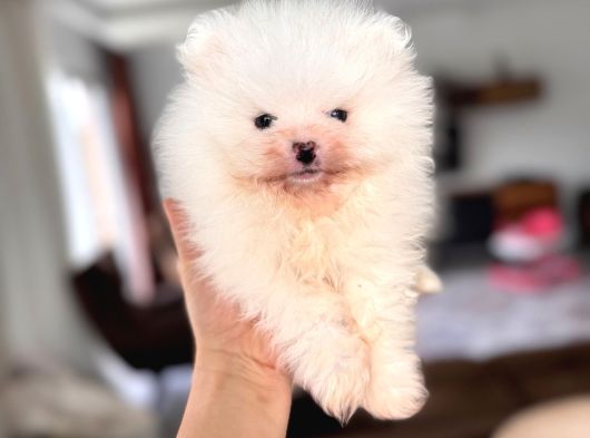 Safkan Pomeranian Boo Karakterine Bayılacaksınız görsel