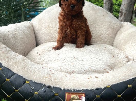 Toy Poodle Yavrularımız görsel