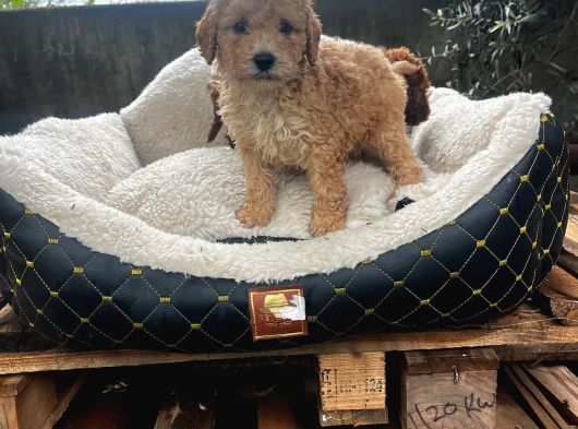 Toy Poodle Yavrularımız görsel