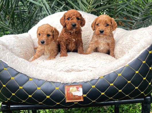 Malti̇poo görsel