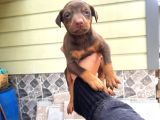 Ki̇ng Doberman Yavrularimiz