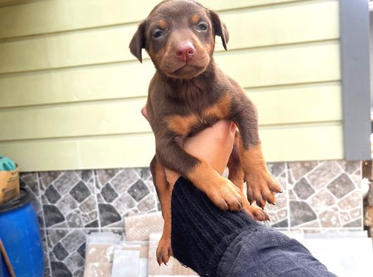 Ki̇ng Doberman Yavrularimiz görsel