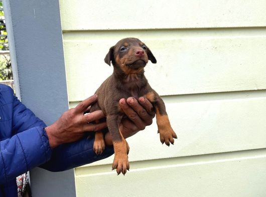 KİNG DOBERMAN YAVRULARIMIZ